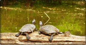 Schildkröten.webp