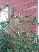 20140719_083415.webp