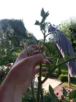 20140719_083629.webp
