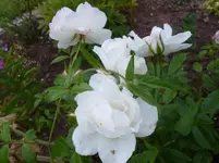 P1150011.webp