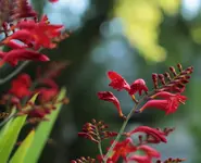 Montbretie rot 140719.webp