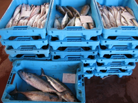 Fische.webp