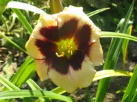 celebrations of angle_1024x768.webp