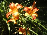 BILD3267.webp