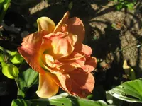 lacy doile_1024x768.webp