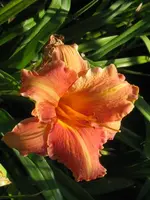pretty fancy1_576x768.webp
