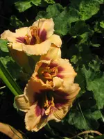 roswitha_576x768.webp