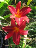 ruby wine_576x768.webp