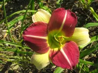 russel bicolor2_1024x768.webp