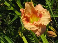 sil.graham x mapping carolina_1024x768.webp