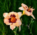 DSC_0008.webp