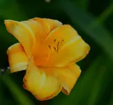 DSC_0011.webp