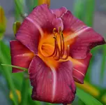 DSC_0012.webp