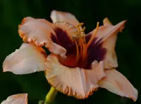 DSC_0013.webp