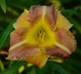 DSC_0018.webp