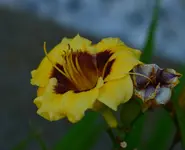 DSC_0019.webp