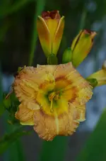 DSC_0021.webp