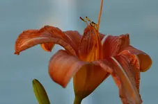 DSC_0024.webp
