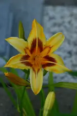 DSC_0029.webp