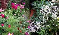 rosengarten 2014Neuer Ordner26.webp