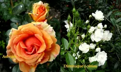 rosengarten 2014Neuer Ordner23.webp