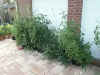 x-links-terrasse.webp