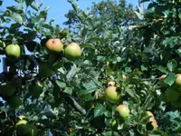 fruehaepfel.webp