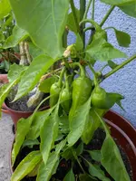 viele_paprika.webp