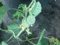 Melone.webp
