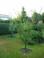 Pfirsischbaum verschneiden 035.webp