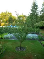 Pfirsischbaum verschneiden 036.webp