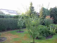 Pfirsischbaum verschneiden 037.webp