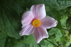 DSCF7391.webp