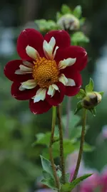 Dahlie 140719.webp