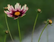 Coreopsis Red Shift 140719.webp