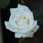 Helena 140719.webp