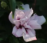 Hibiscus gefuellt 140719.webp