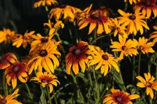 Sonnenhut 140719.webp