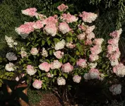 Vanille fraise 140719.webp