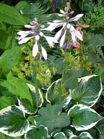 DSCN9094.webp