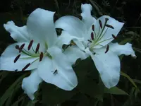BILD3278.webp