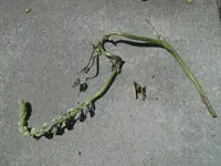 100_5344.webp