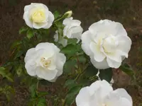 SAM_5030.webp