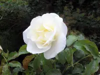 SAM_5032.webp