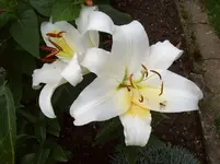 003 Lilie.webp