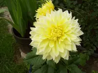 008 Dahlie.webp