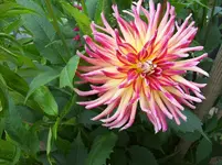 010 Dahlie.webp