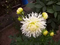 011 Dahlie.webp