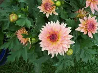012 Dahlie.webp
