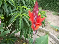 013 Canna.webp